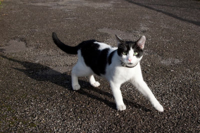 River Cat.jpg