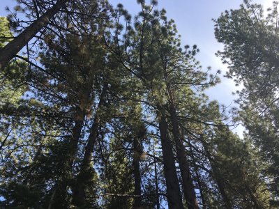 Pines around cabin