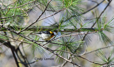 Blackburnian Warbler
