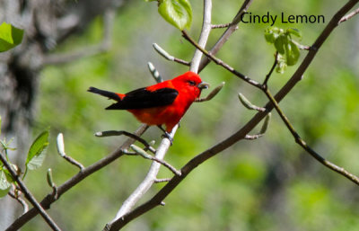 Scarlet Tanager