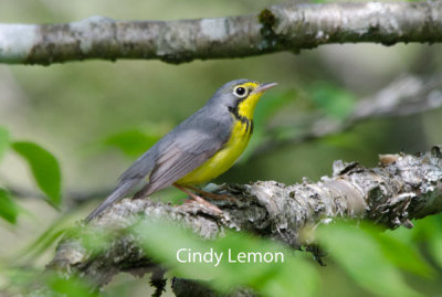 Canadian Warbler