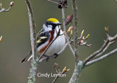 Warblers of Southeastern US