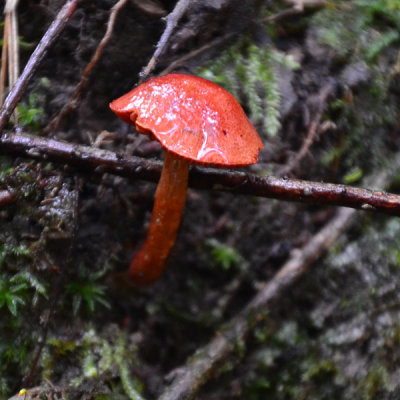 Fading-Scarlet-Waxy-Cap.jpg