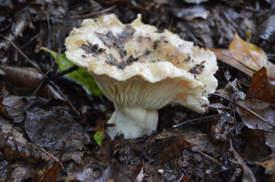 Fleecy-Milkcap-Lactarius-V.jpg