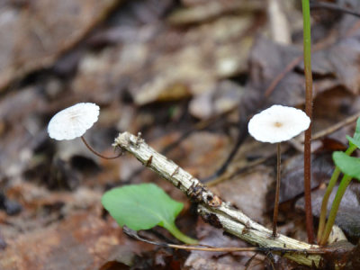 Pinwheel-Marasmius.jpg