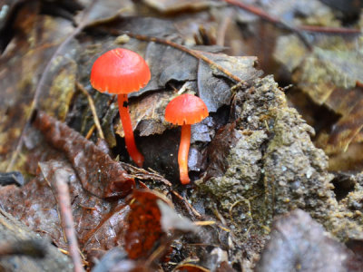 Red-Orange-Mycena-2.jpg