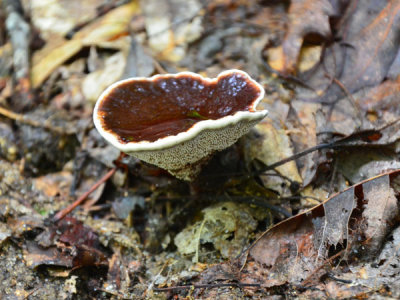 Phellodon Tomentosus