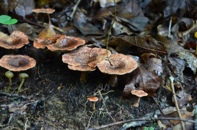 Shiny-Cinnamon-Polypore.jpg