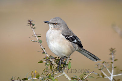 Thrushes, Thrashers, Waxwings and Starlings of Southeastern US