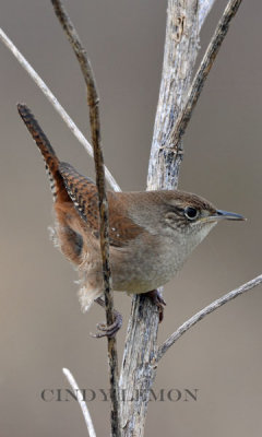 House Wren