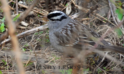 White Crowned Sparrow