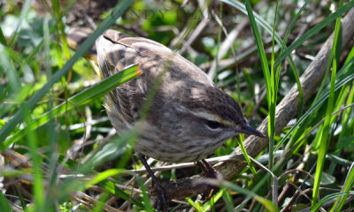 Louisiana Waterthrush