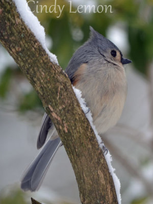 Tufted Titmouse