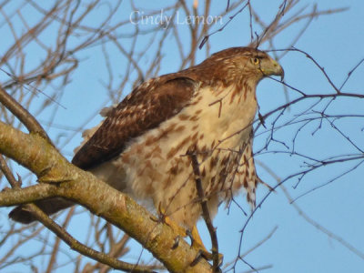 Diurnal Birds of Prey of Southeastern US