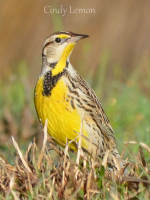 Cardinals, Buntings, Blackbirds, Meadowlarks, Finches of Southeastern US