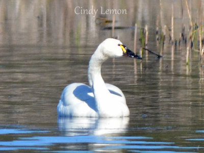 Geese, Swans and Ducks of Southeastern US