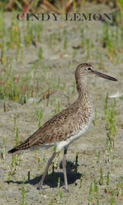 Adult Breeding Willet