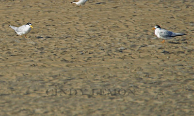 Gulls, Terns, Skimmers of Southeastern US