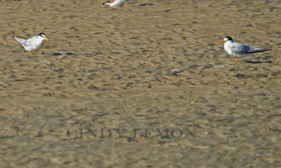 Least Terns