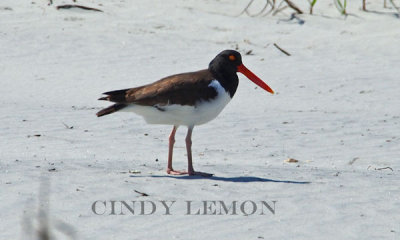 Rails and Shorebirds