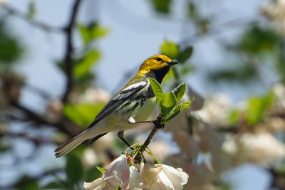 Warblers of Southeastern US