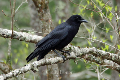 American Crow