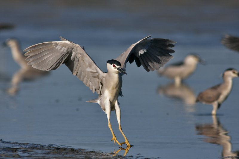 Night-Heron