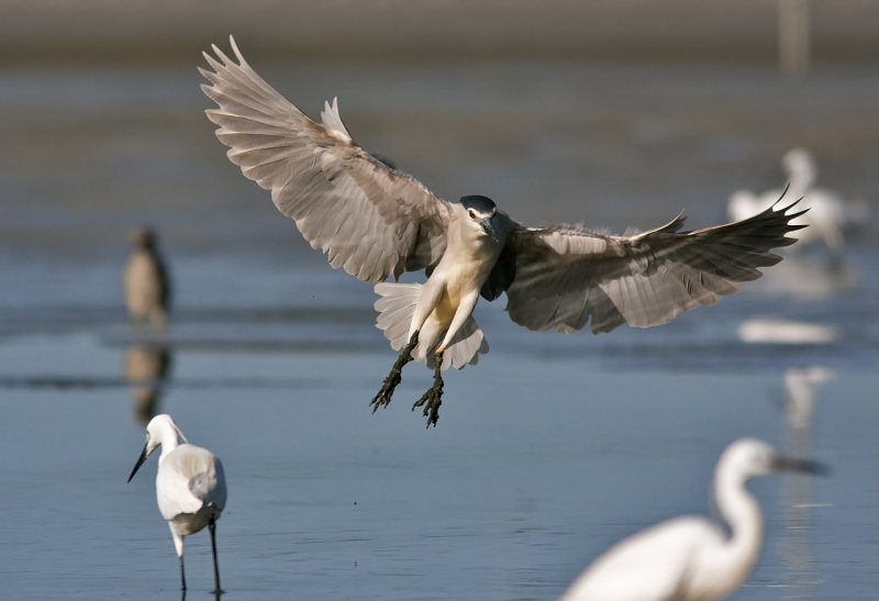 Night Heron