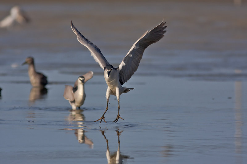 Night Heron