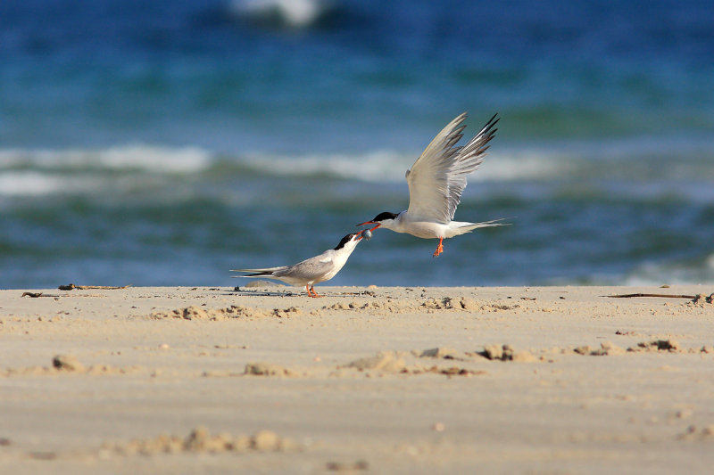 Common Tern