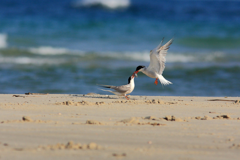Common Tern