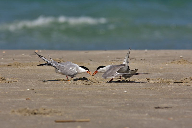 Common Tern