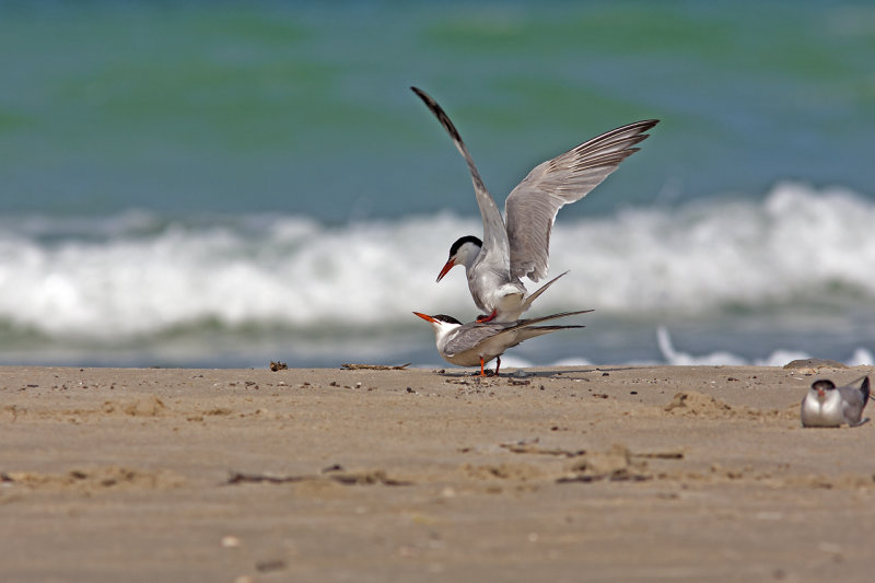 Common Tern