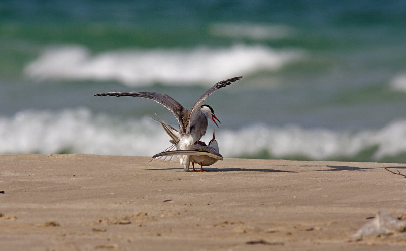 Common Tern