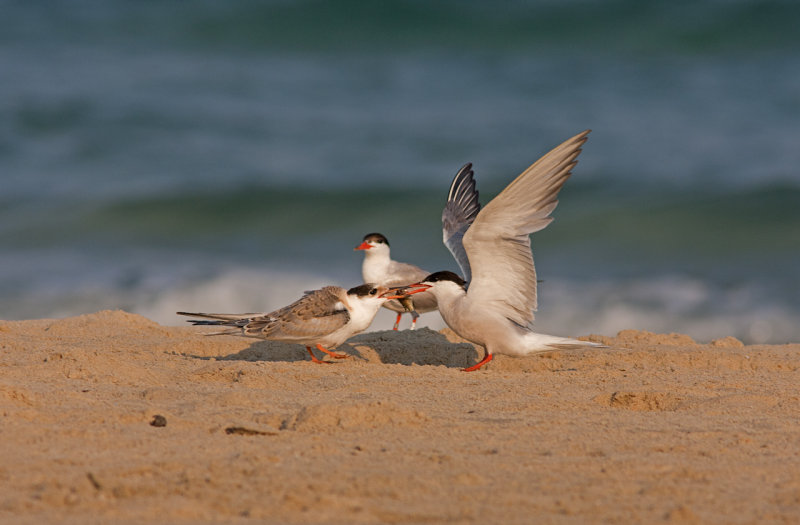 Common Tern