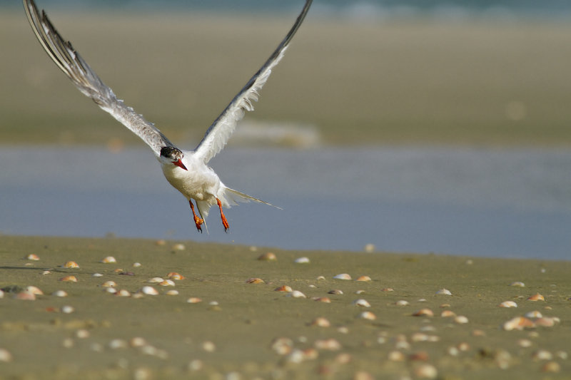 Common Tern