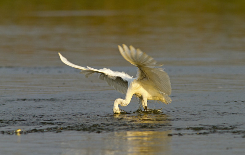 Little Egret