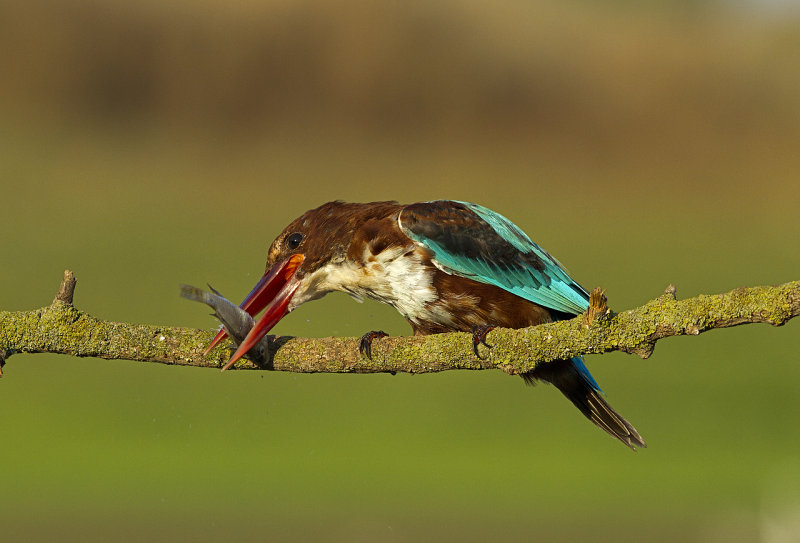 White-throated kingfisher