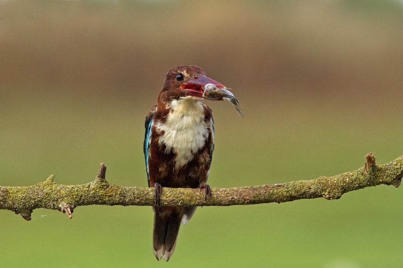 White-throated kingfisher