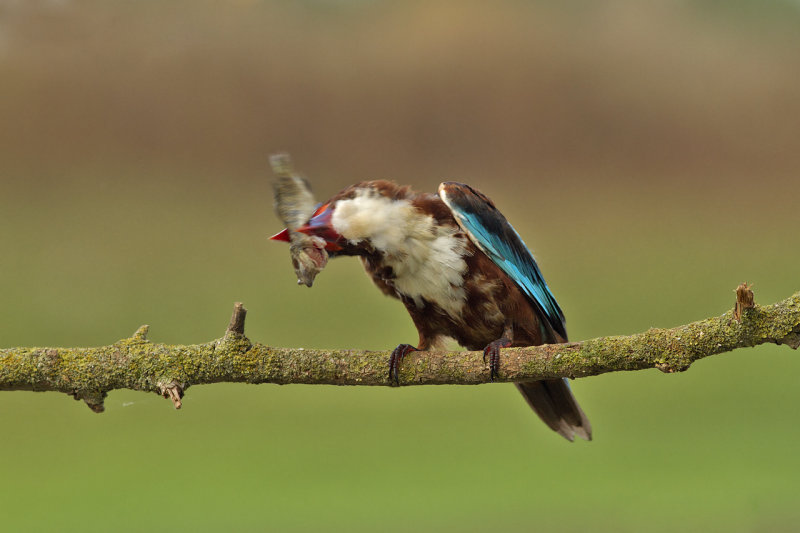 White-throated kingfisher