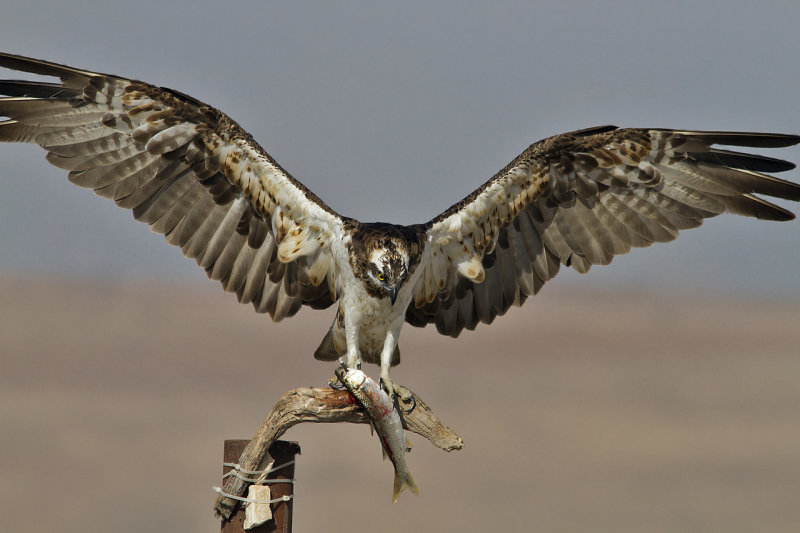 Osprey