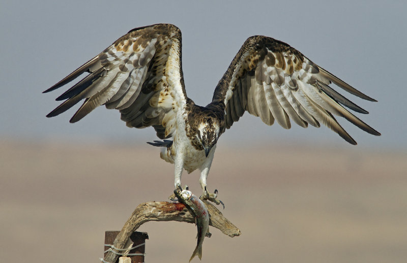Osprey
