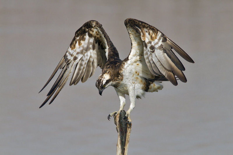 Osprey