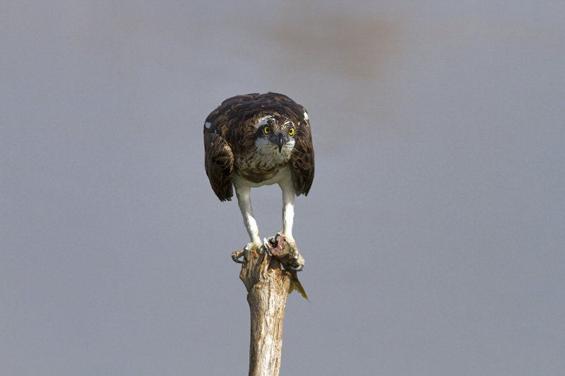Osprey