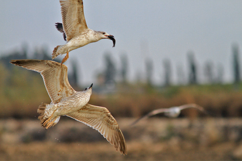 Gulls