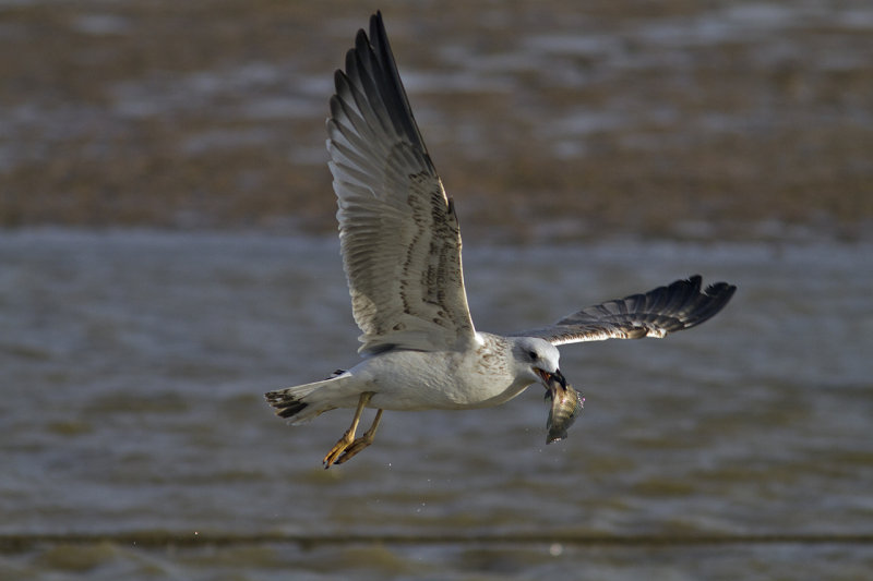 Gulls