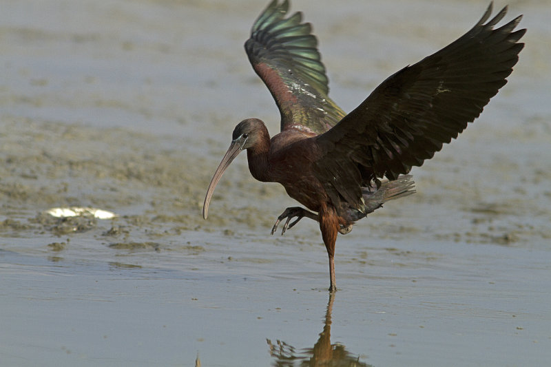 Glossy Ibis