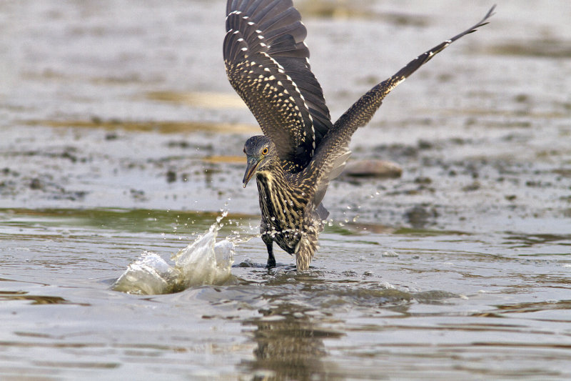 Young Night Heron