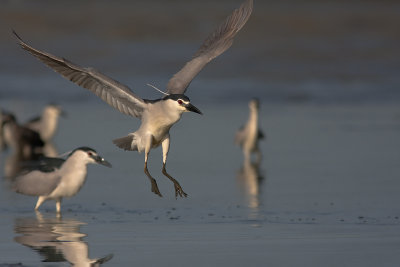 Night Heron