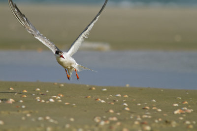 Common Tern